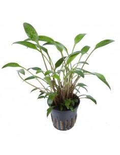 Cryptocoryne x willisii