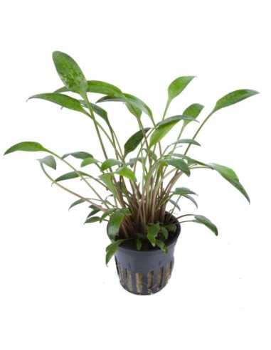 Cryptocoryne x willisii