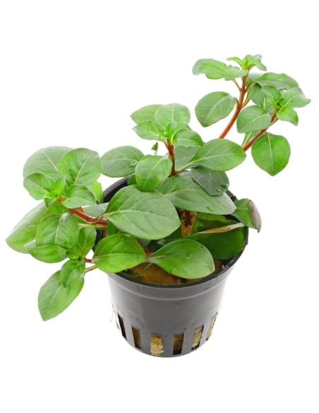Ludwigia Repens Mesacana