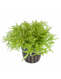 Pogostemon helferi