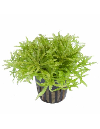 Pogostemon helferi