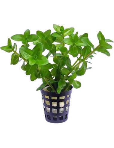 Bacopa Caroliniana