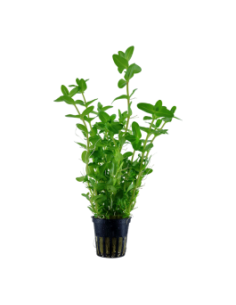 Bacopa Caroliniana 2