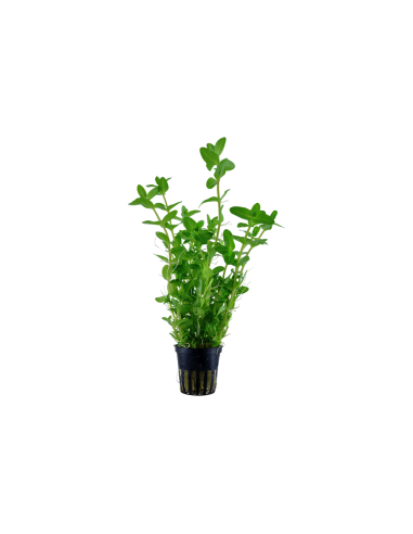 Bacopa Caroliniana
