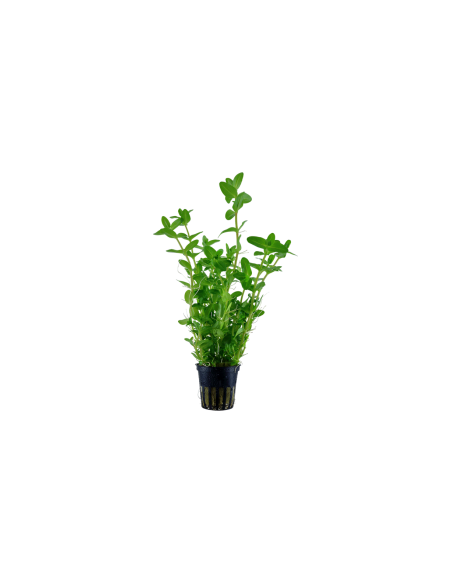 Bacopa Caroliniana