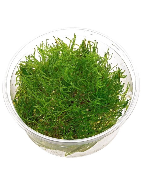 Taxiphyllum alternans Taiwan moss