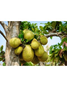 Jack Leaves Ceramic Nature - Confezione da 20 foglie 2