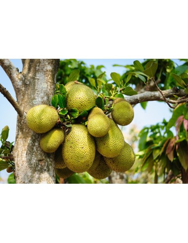 Jack Leaves Ceramic Nature - Confezione da 20...