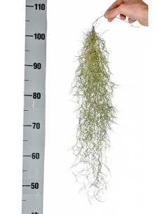 Tillandsia usneoides barba di Mosé