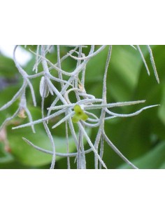 Tillandsia usneoides barba di Mosé 2