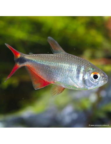 Hemigrammus Caudovittatus