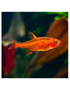 Hyphessobrycon amandae