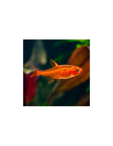 Hyphessobrycon amandae