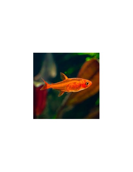 Hyphessobrycon amandae