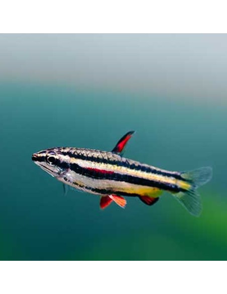 Nannostomus marginatus