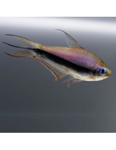 Nematobrycon palmeri