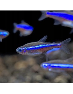 Paracheirodon simulans
