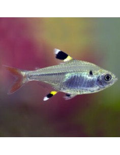 Pristella maxillaris