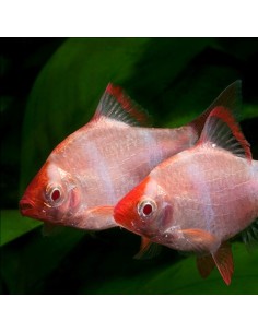 Barbus tetrazona albino
