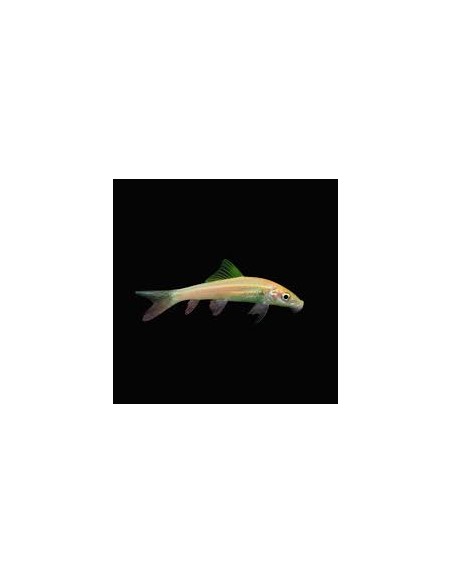 Gyrinocheilus aymonieri
