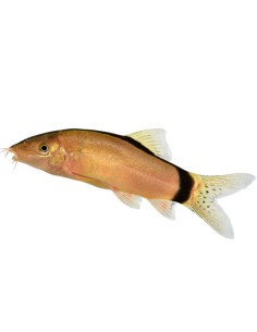 Botia morleti