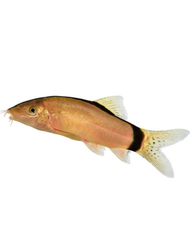 Botia morleti