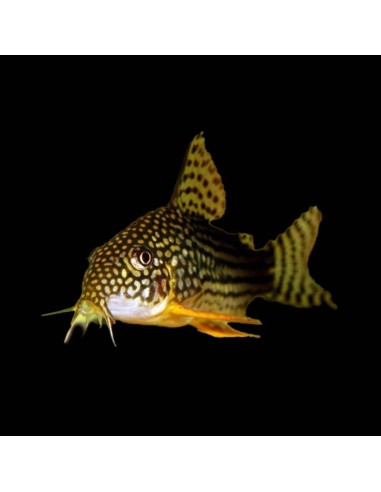 Corydoras Sterbay