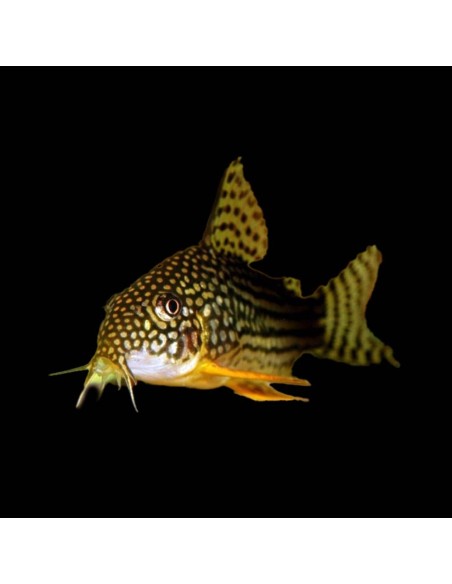 Corydoras Sterbay