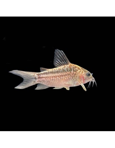 Corydoras Elengans