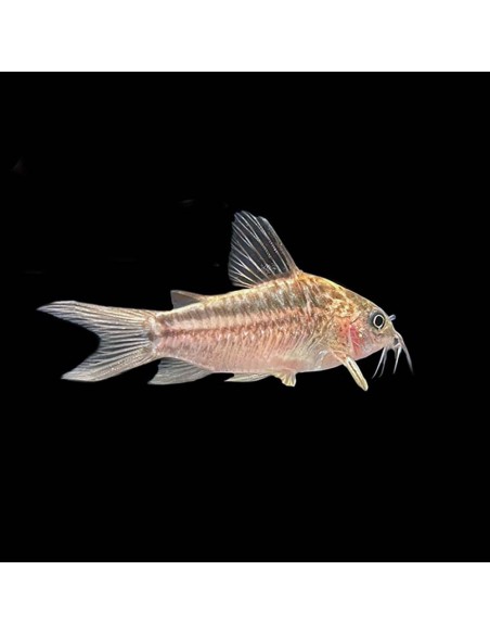 Corydoras Elengans
