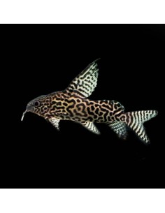 Synodontis Eupterus Taglia L
