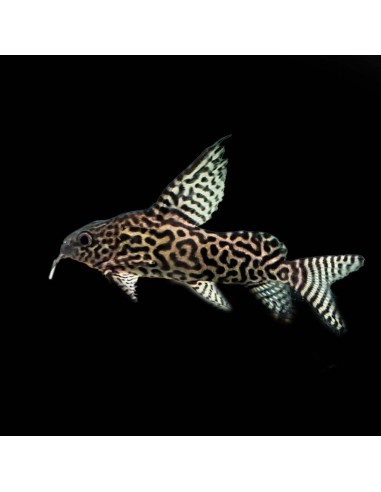 Synodontis Eupterus Taglia L
