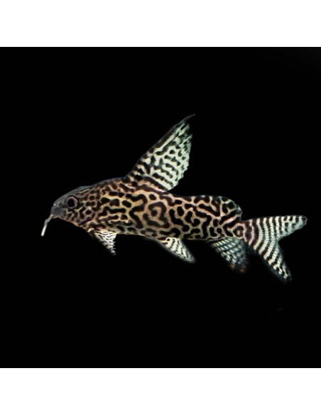 Synodontis Eupterus Taglia L