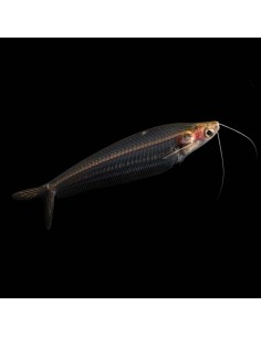 Kryptopterus bicirrhis