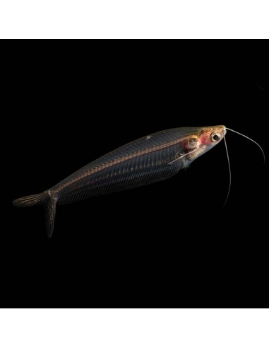 Kryptopterus bicirrhis