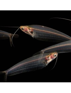 Kryptopterus bicirrhis 2