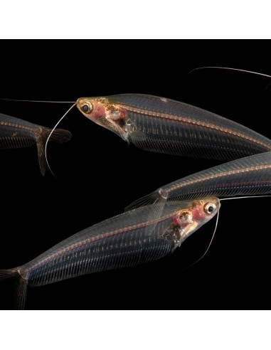 Kryptopterus bicirrhis