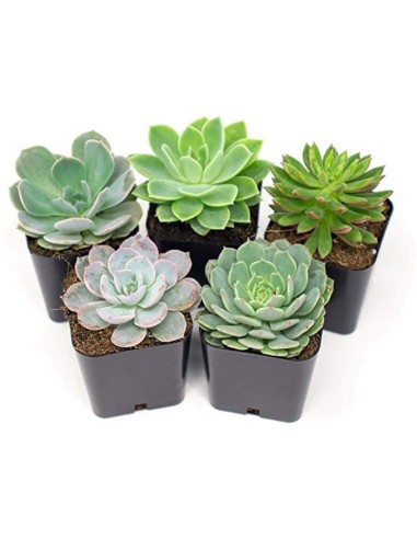 Echeveria mix