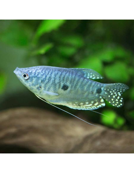 Trichogaster trichopterus Blue Sumatra