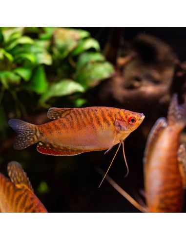 Trichogaster trichopterus Golden