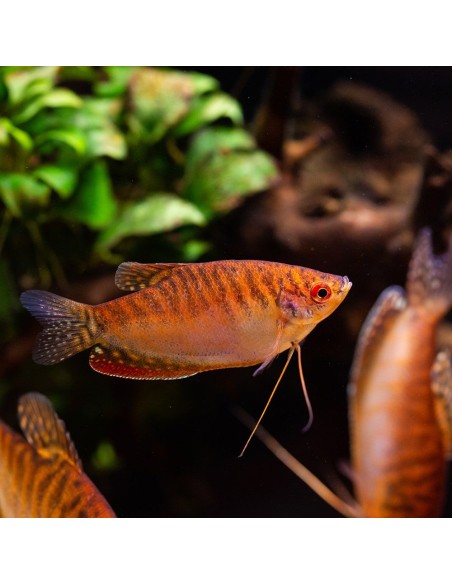 Trichogaster trichopterus Golden