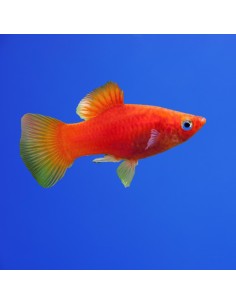 Platy Red Coral - Xiphophorus maculatus