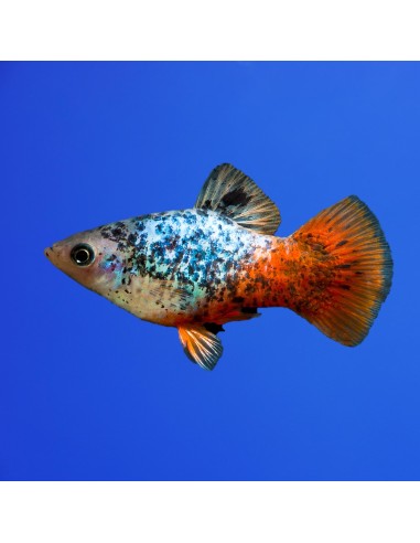 Platy Blue-Red Calico - Xiphophorus maculatus