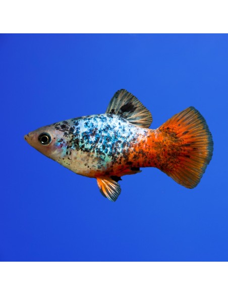 Platy Blue-Red Calico - Xiphophorus maculatus