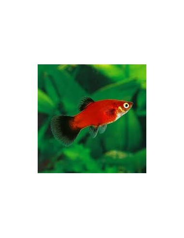 Platy Red Wagtail - Xiphophorus maculatus