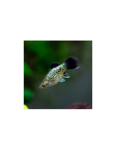 Platy Calico - Xiphophorus maculatus