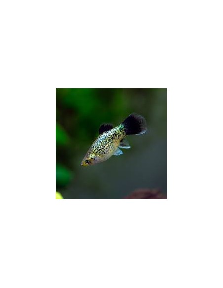 Platy Calico - Xiphophorus maculatus