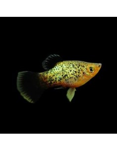Platy Calico - Xiphophorus maculatus 2