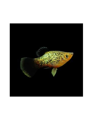 Platy Calico - Xiphophorus maculatus