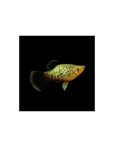 Platy Calico - Xiphophorus maculatus